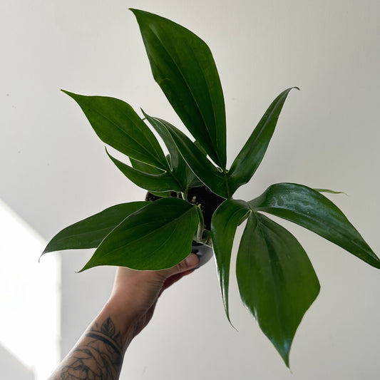Dragon Tail Plant (Rhaphidophora Decursiva) 4” pot
