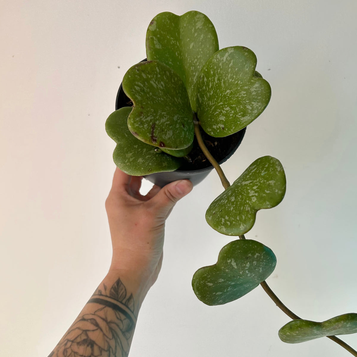 Sweetheart Hoya Vine "Splash" (Kerrii) 5” pot