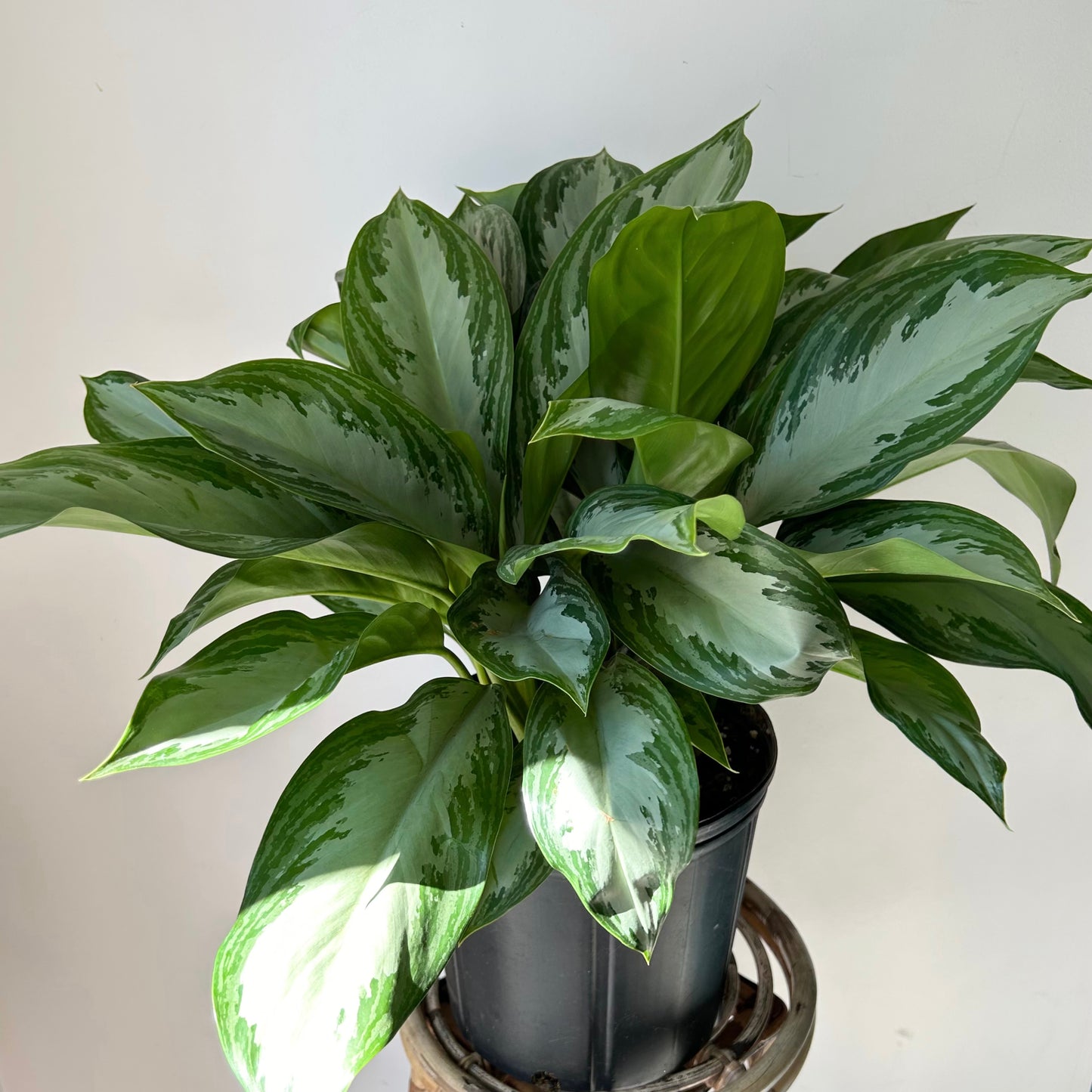 Aglaonema "Silver Bay" approximately 2.5ft tall in 10”pot