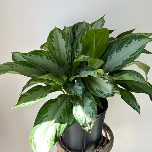 Aglaonema "Silver Bay" approximately 2.5ft tall in 10”pot