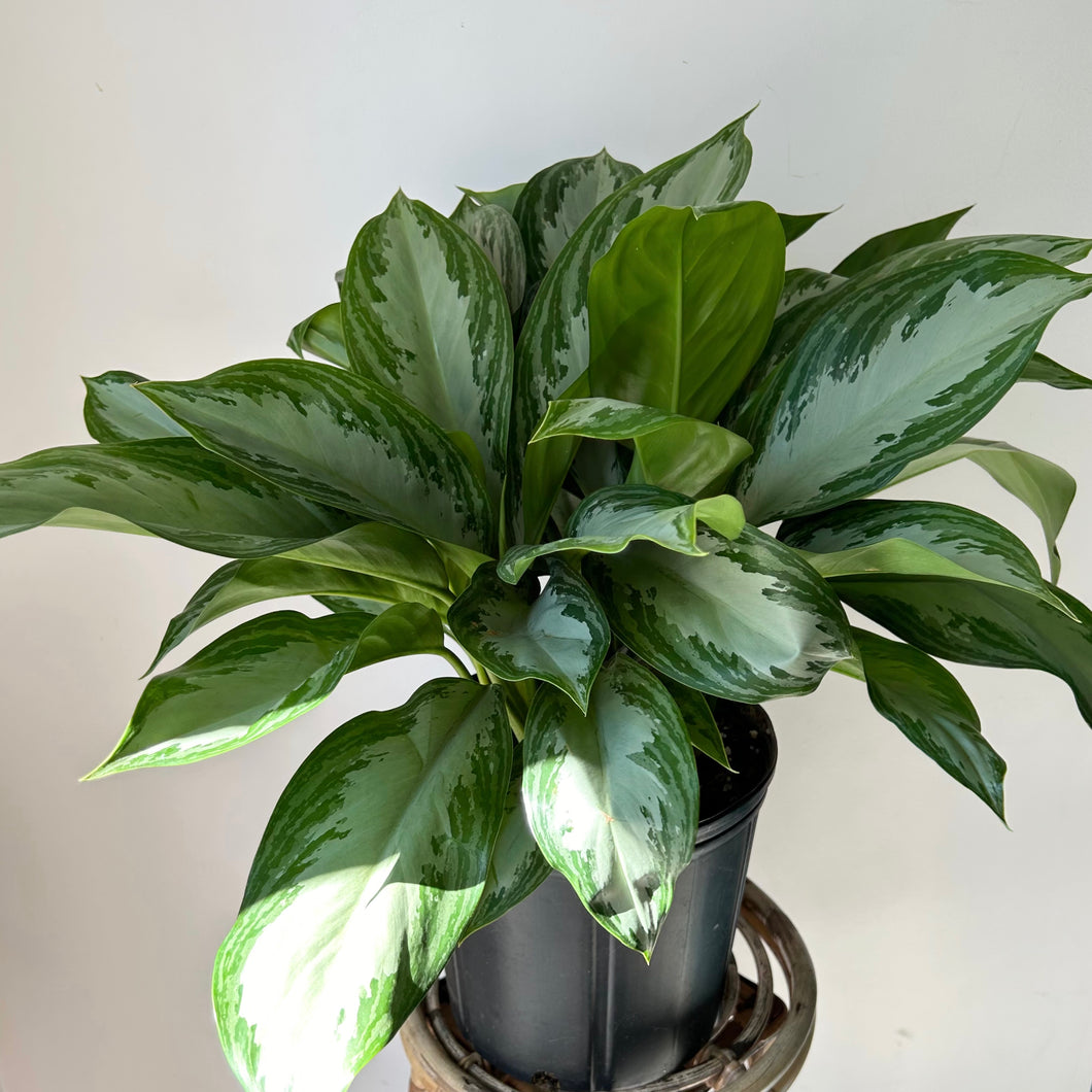 Aglaonema 