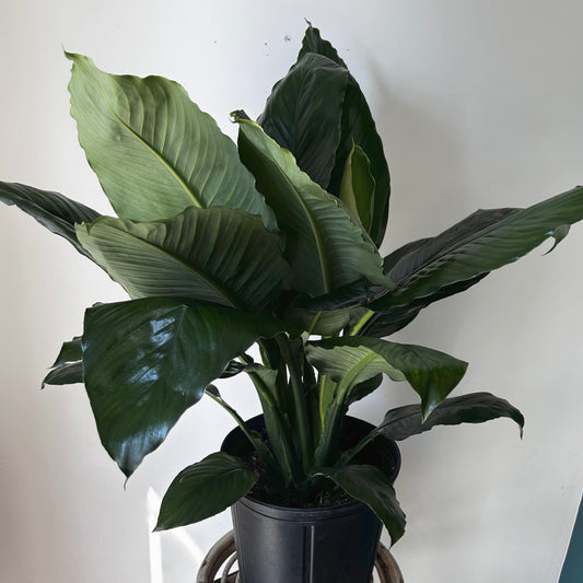 Peace Lily (Spathiphyllum) 10” pot