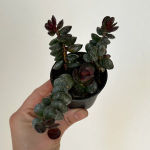 Adromischus subdistichus 2.5” pot