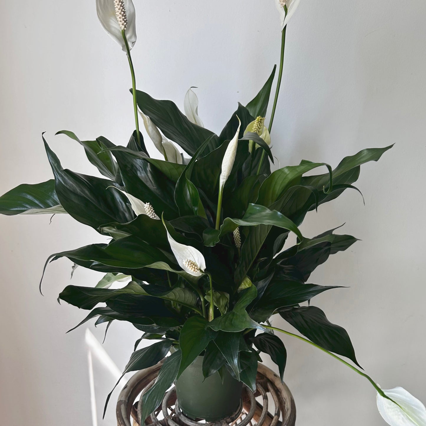 Peace Lily (Spathiphyllum) approximately 2ft tall in 6”pot