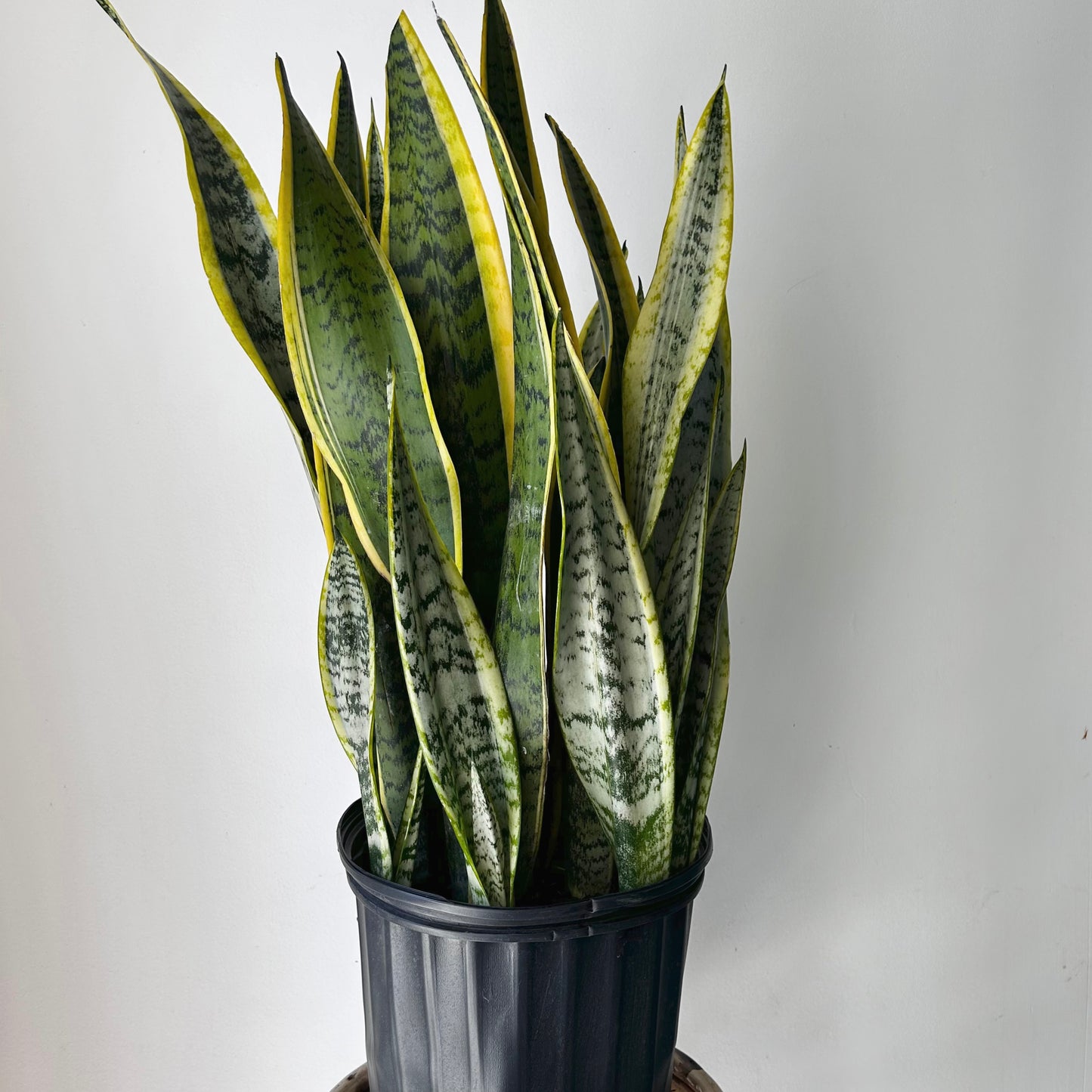 Sansevieria Laurentii approximately 3ft ft tall in 10” pot