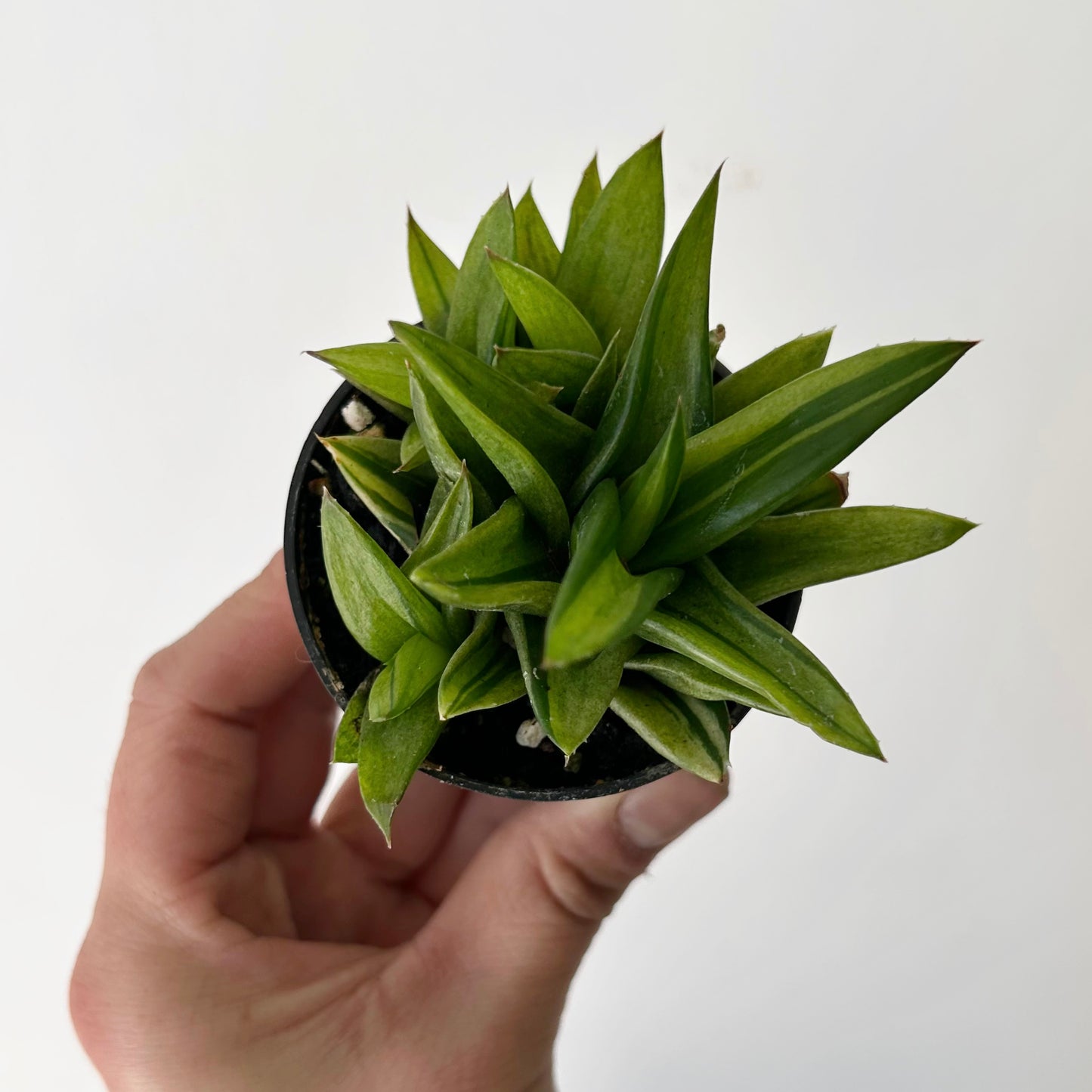 Variegated Aloe "Black Gem" 2.5”pot