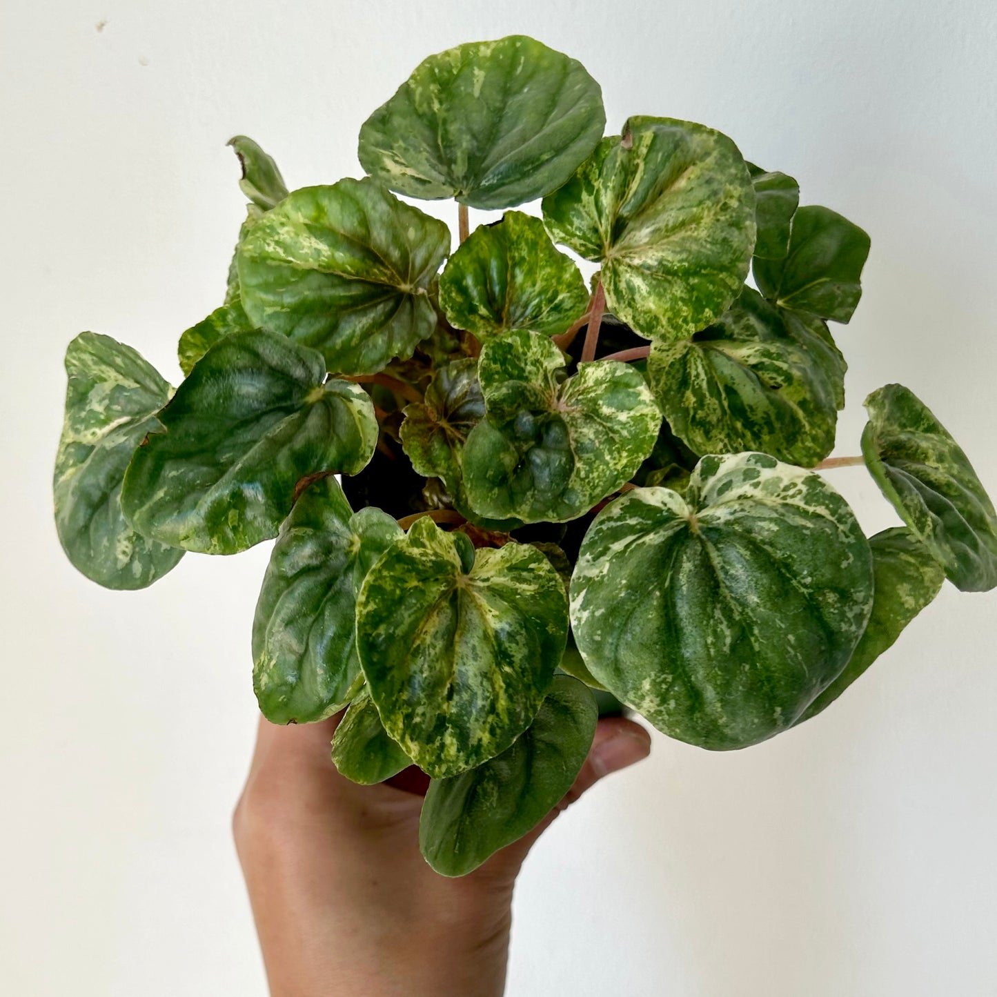 Peperomia Caperata variegated “pink lady”3.5”pot