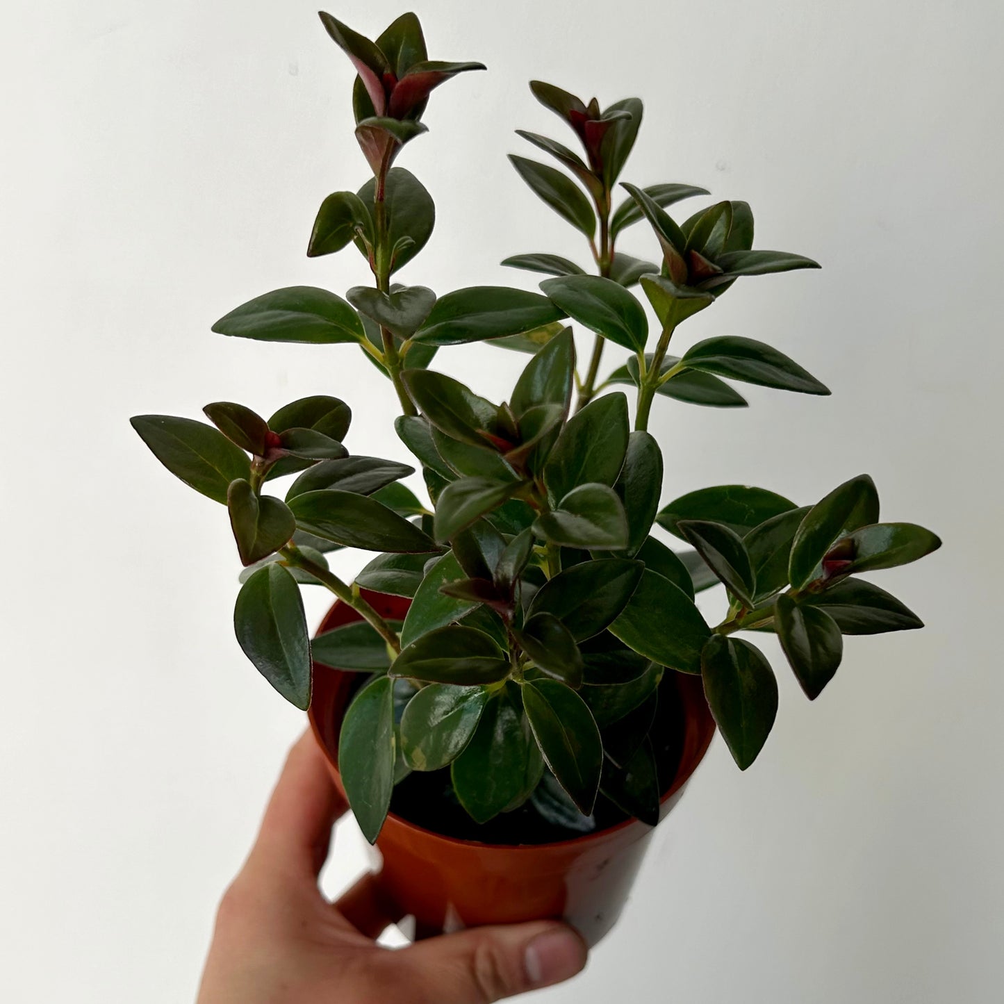 Goldfish Plant (Nematanthus) “Black Gold” 3.5”pot