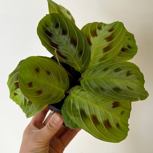 Black Prayer Plant (Maranta) 4” pot
