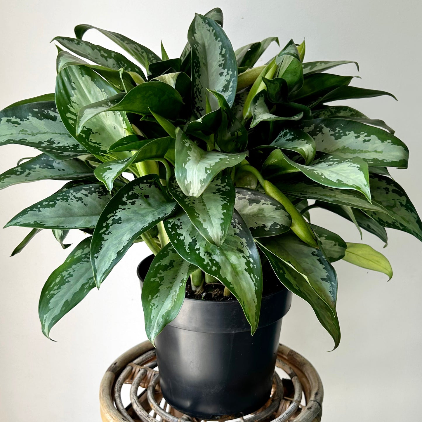 Aglaonema "Jubilee" approximately 20 inches tall in 10” pot