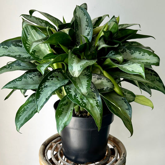 Aglaonema "Jubilee" approximately 20 inches tall in 10” pot