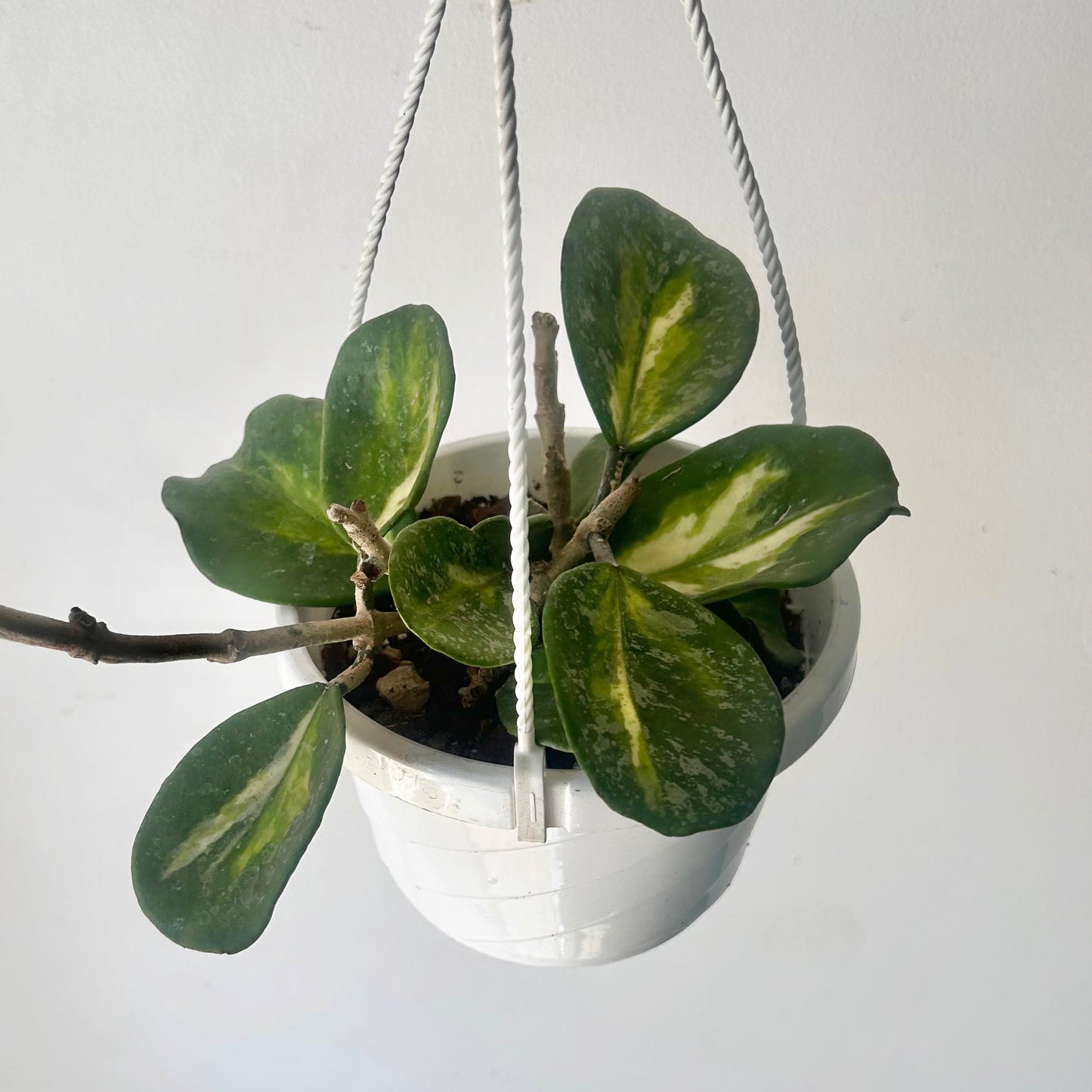 Variegated Hoya obovata “Splash” 6” hanging basket