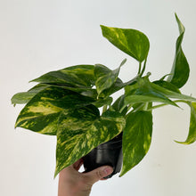 Load image into Gallery viewer, Golden Pothos 4” pot
