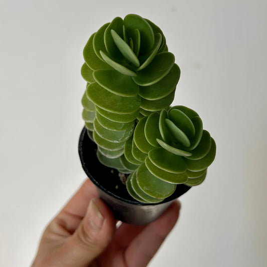 Portulaca molokiniensis 2.5” pot
