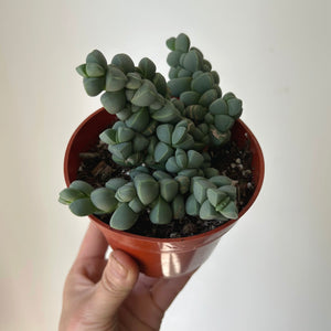 Ice Plant  (Corpuscularia Lehmannii) 4” pot