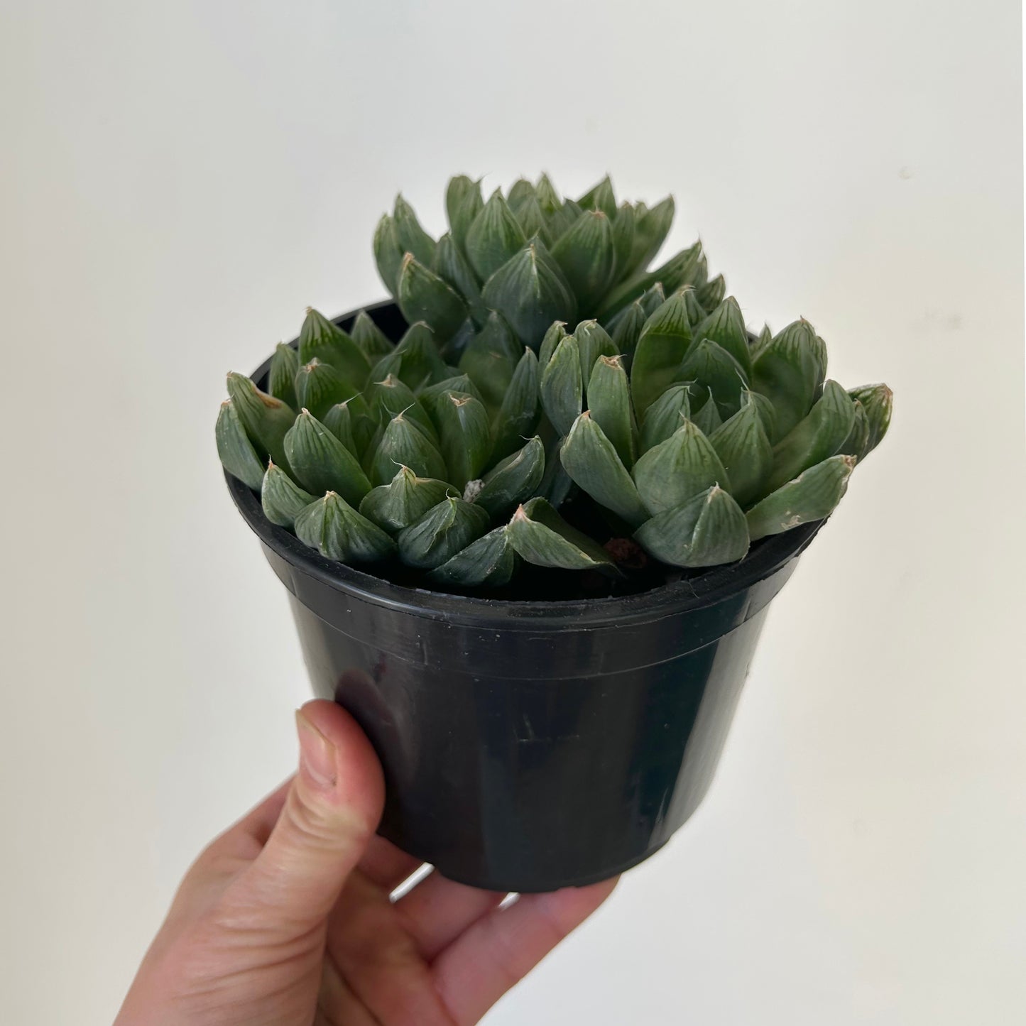 Haworthia Cymbiformis 5” pot