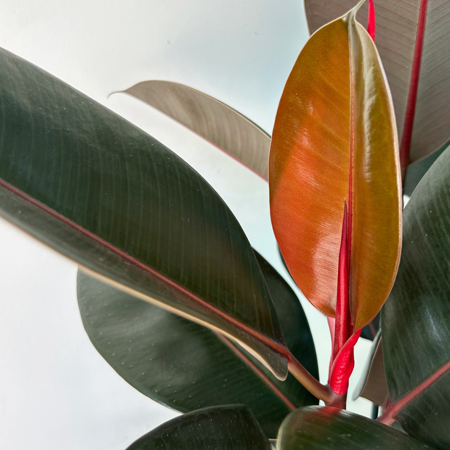 Burgundy Rubber Fig (Ficus Elastica) approximately 3.5ft tall in 8” pot