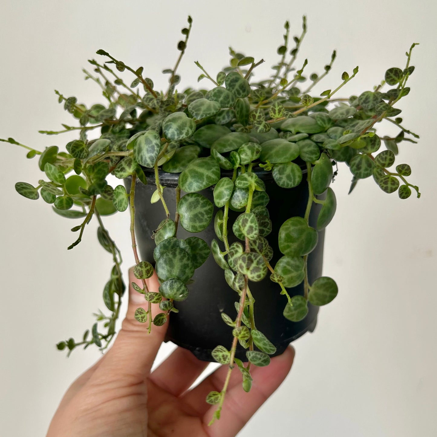 String of Turtles (Peperomia Prostrata) 4”pot