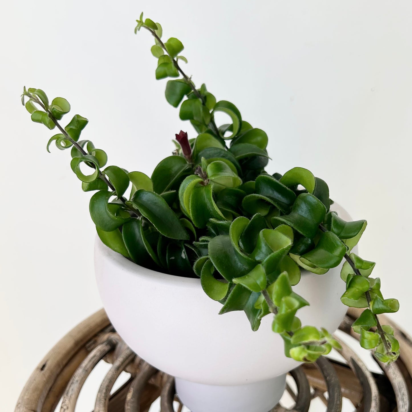 Rasta Lipstick Plant (Aeschynanthus radicans) 5”pot