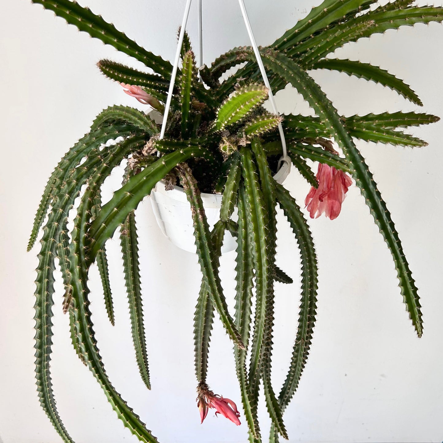 Aporocactus X 8” hanging basket