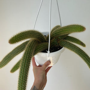 Golden Rat Tail Trailing Cactus (Cleistocactus winteri ) 6” hanging basket