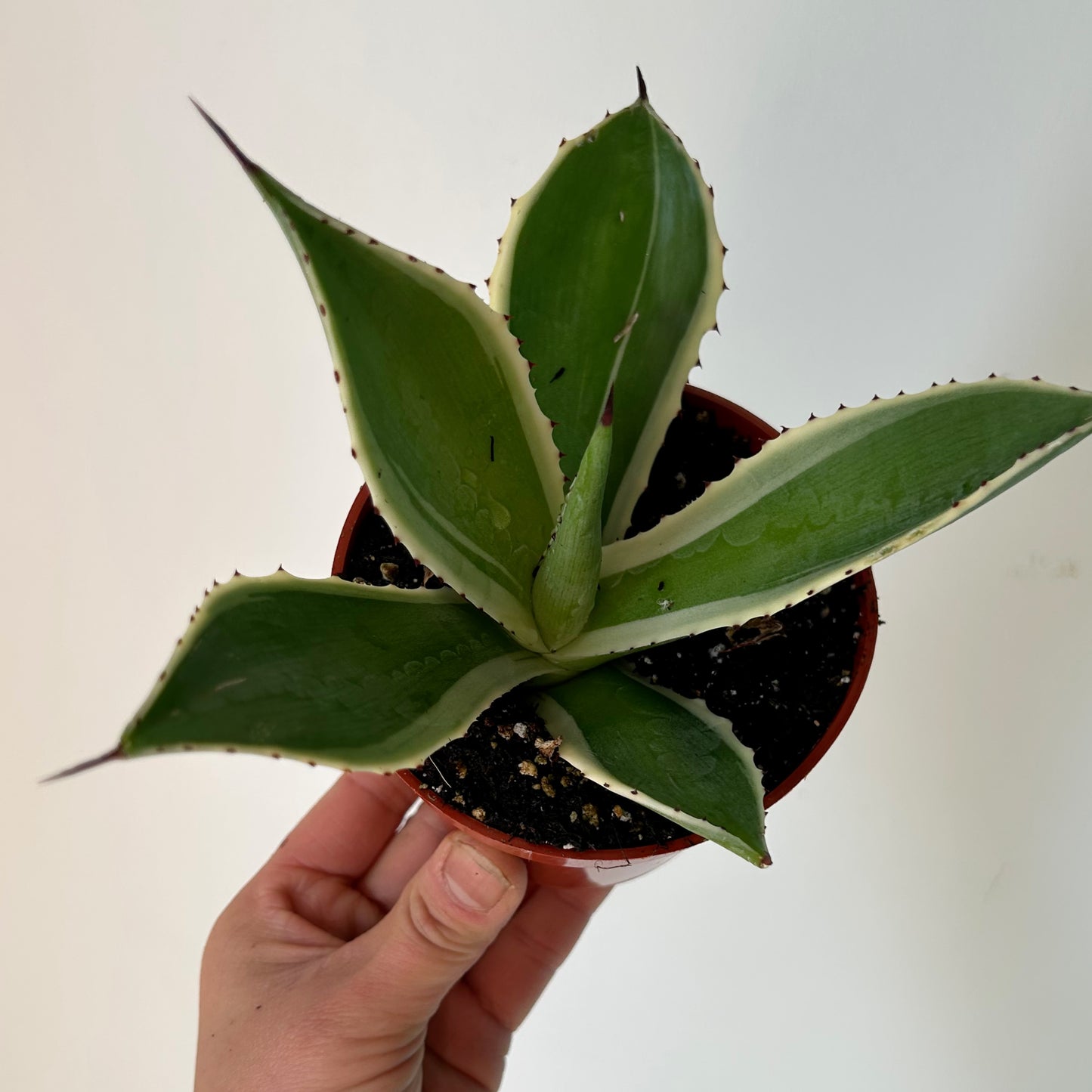 Variegated Agave 4” pot