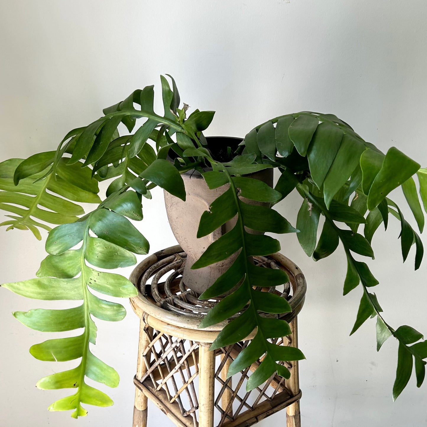 Fernleaf Orchid Cactus (selenicereus chrysocardium) 6”hanging basket