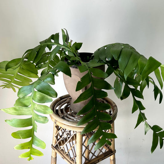 Fernleaf Orchid Cactus (selenicereus chrysocardium) 6”hanging basket