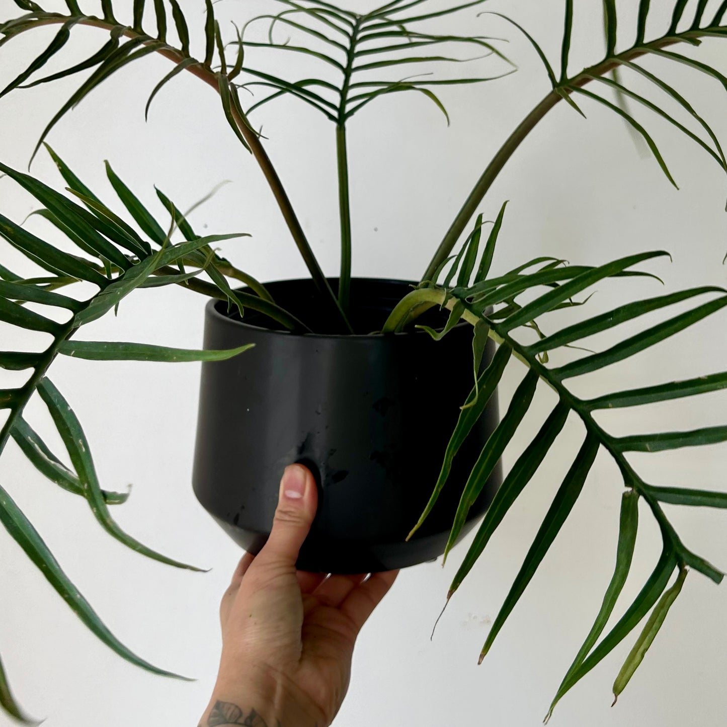 FREYA Matte Modern Decorative Pot BLACK (available in two sizes)