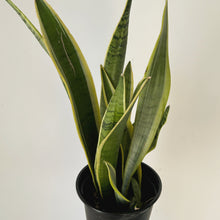 Load image into Gallery viewer, Sansevieria &quot;Silver Laurentii&quot; 5” pot
