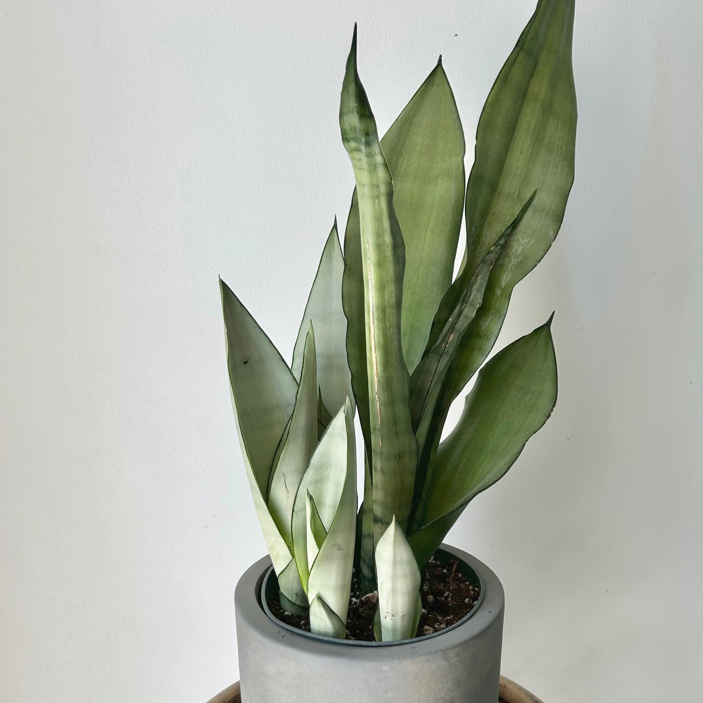 Sansevieria “Moonshine” 6” pot