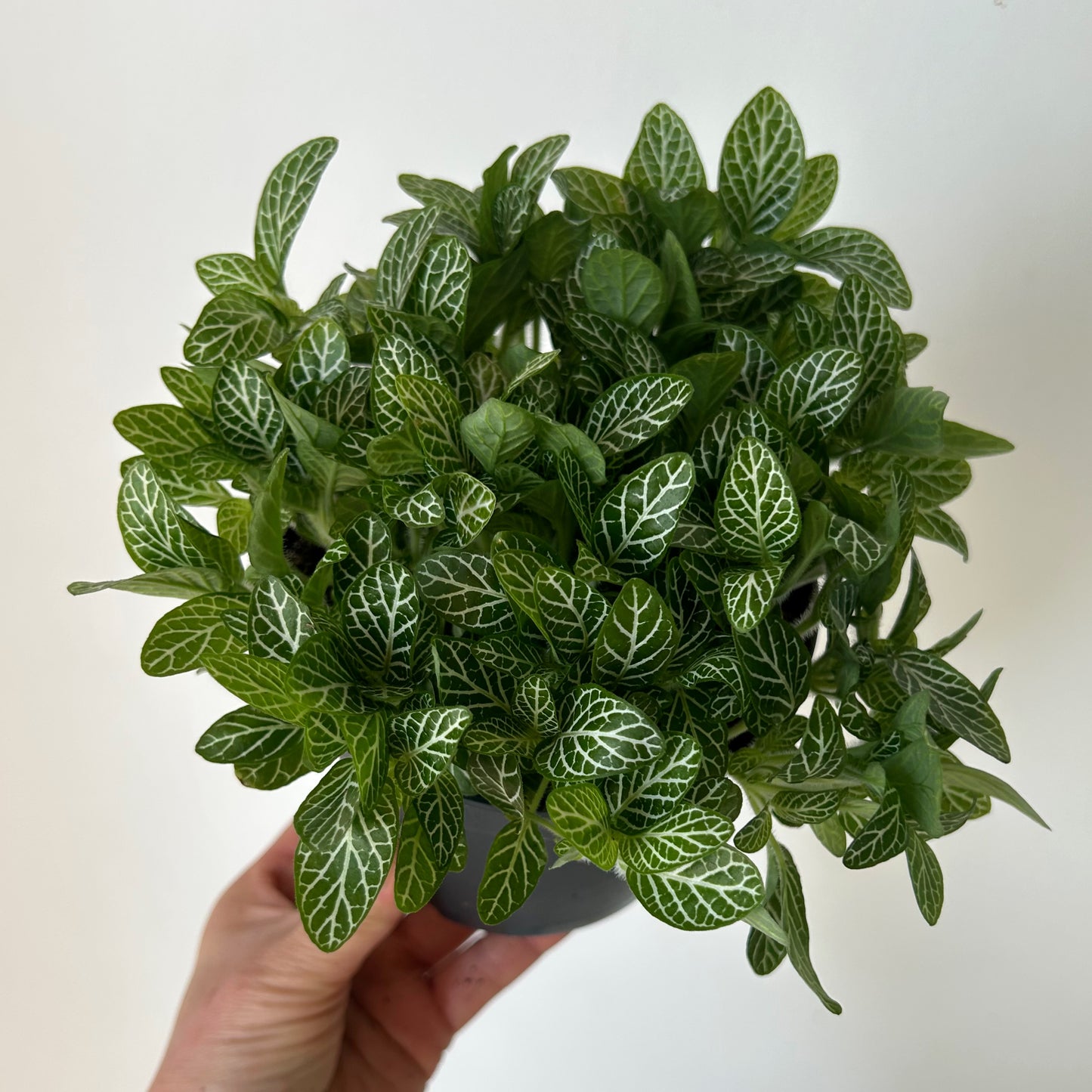 Nerve Plant (Fittonia) 5" pot