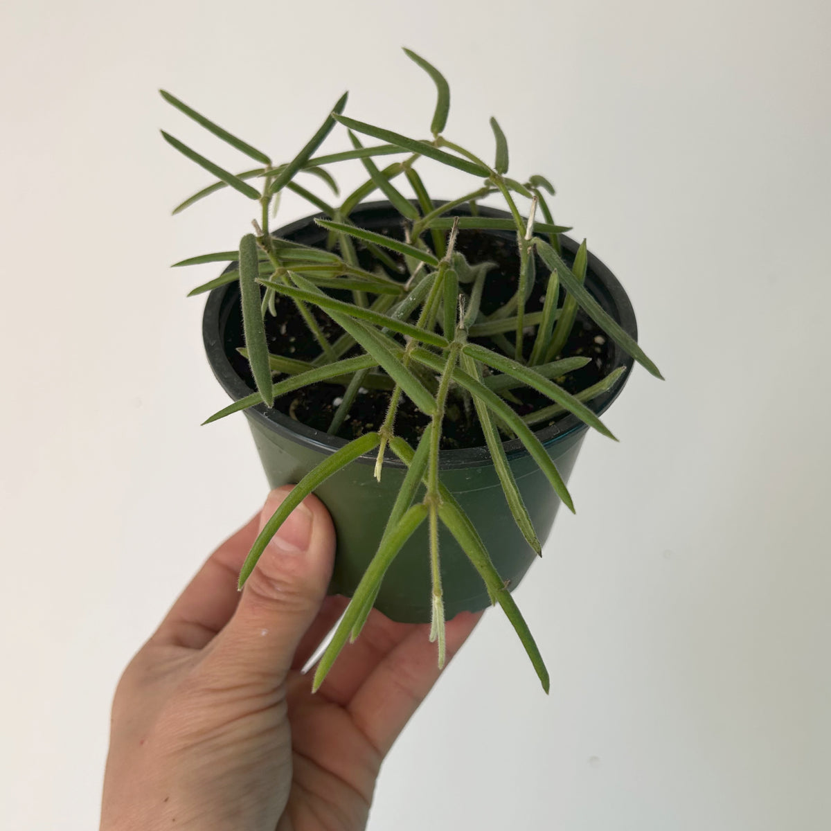 Hoya lineris 4”pot