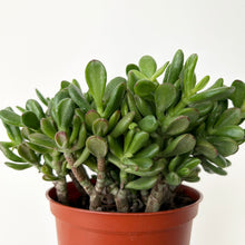 Load image into Gallery viewer, Crassula ovata “Horn Tree” in 6” pot
