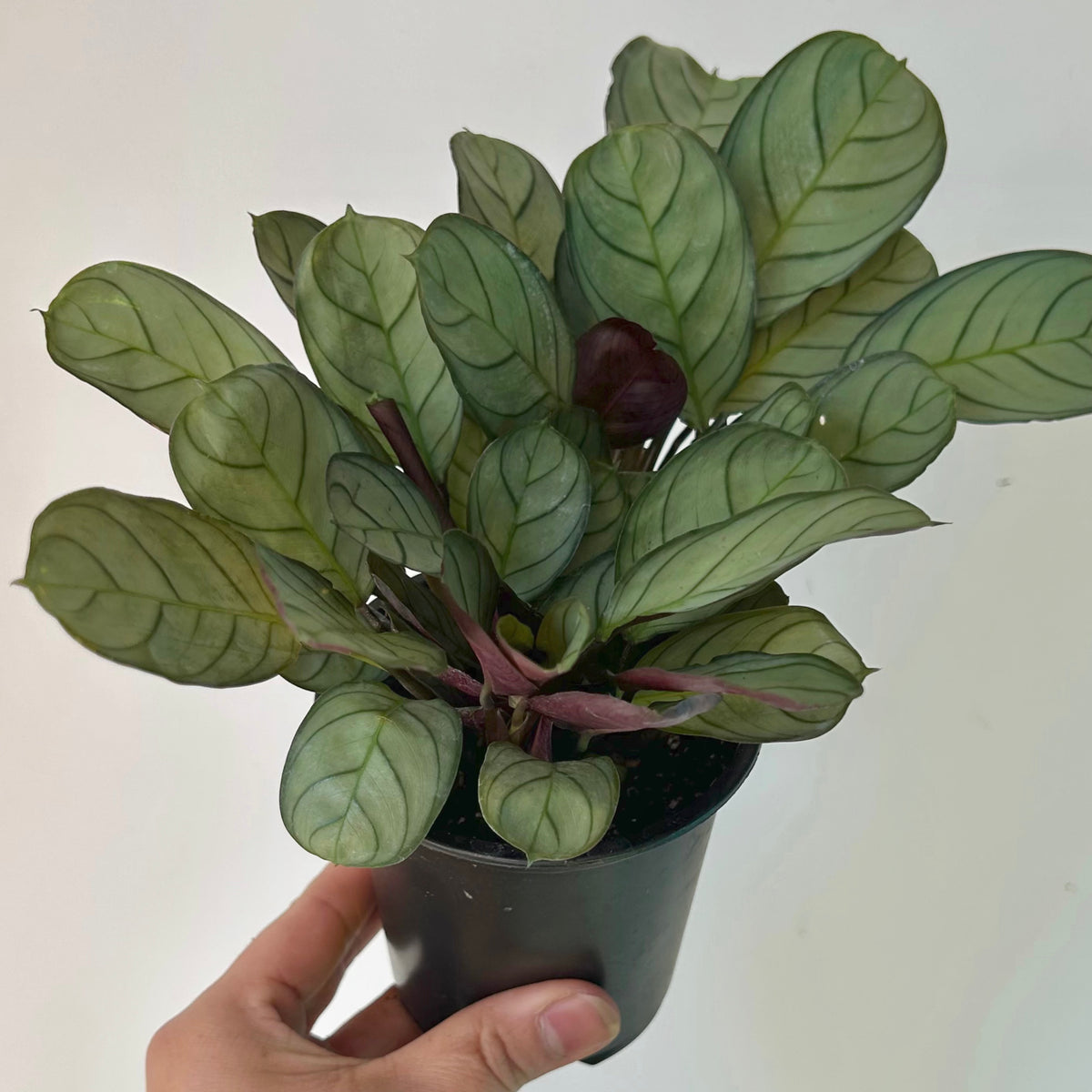 Ctenanthe burle-marxii 'Amagris' 3.5” pot