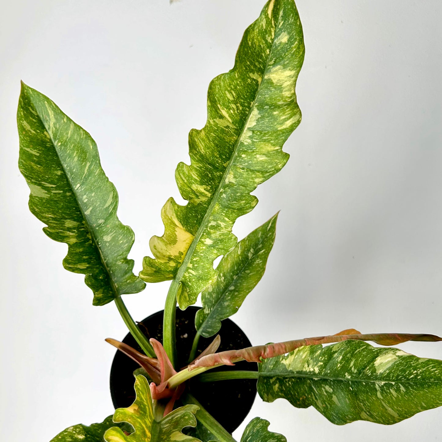 Philodendron "Ring of Fire" 4”pot