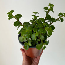 Load image into Gallery viewer, Elephant Bush Succulent Green (Portulacaria Afra) 4”pot
