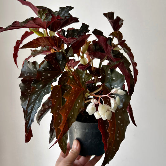 Begonia maculata “Black Forest” 5”pot
