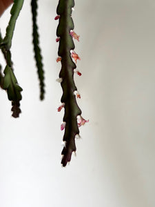 Hurricane Cactus ( Lepismium) 8” hanging basket