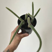 Load image into Gallery viewer, Rat Tail Cactus (Aporocactus flagelliformis )3.5” pot
