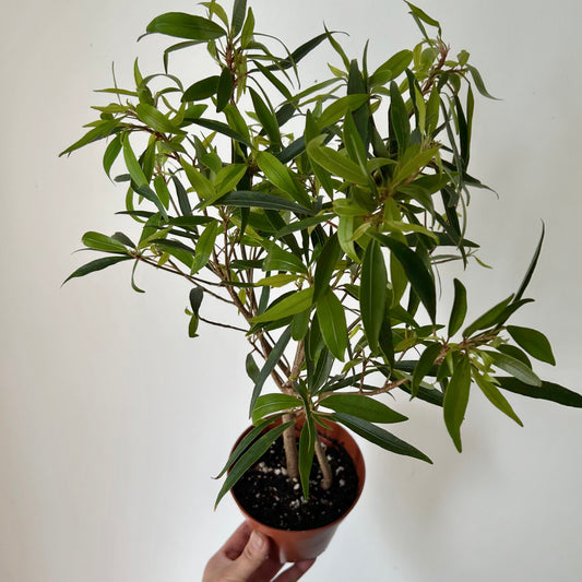 Ficus “Willow Leaf” (Salicaria) 5” pot