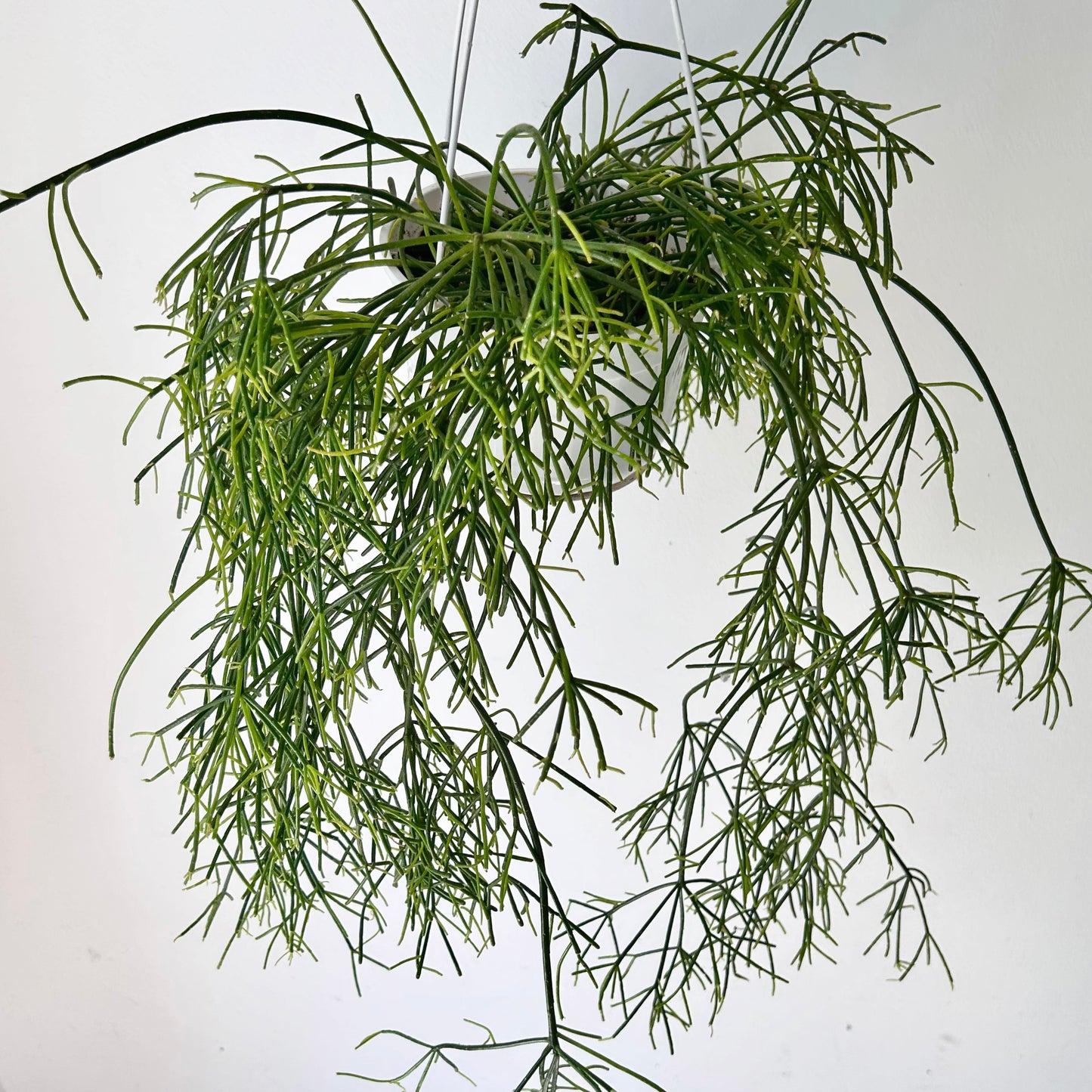 Rhipsalis capilliformis 6”hanging basket