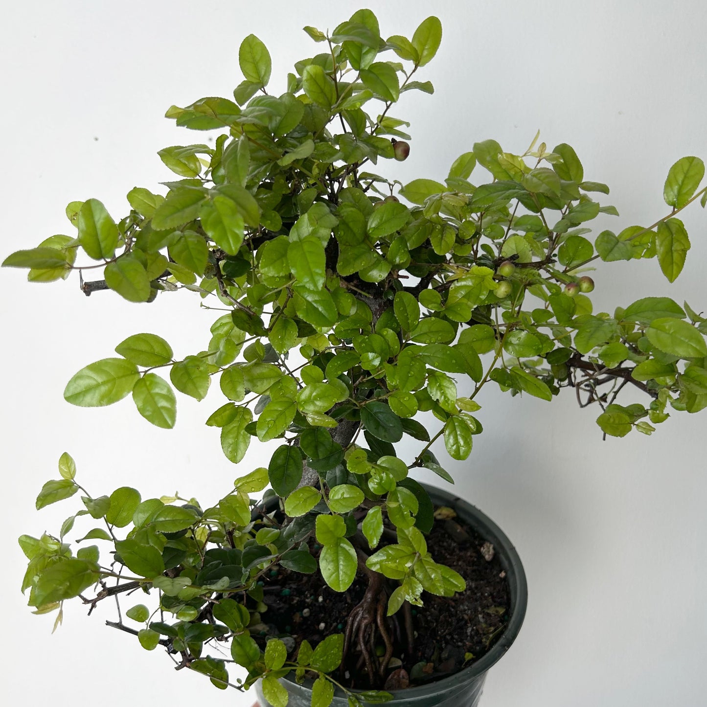 Bonsai Styled "Chinese Sweet Plum" (Sageretia) 6” pot