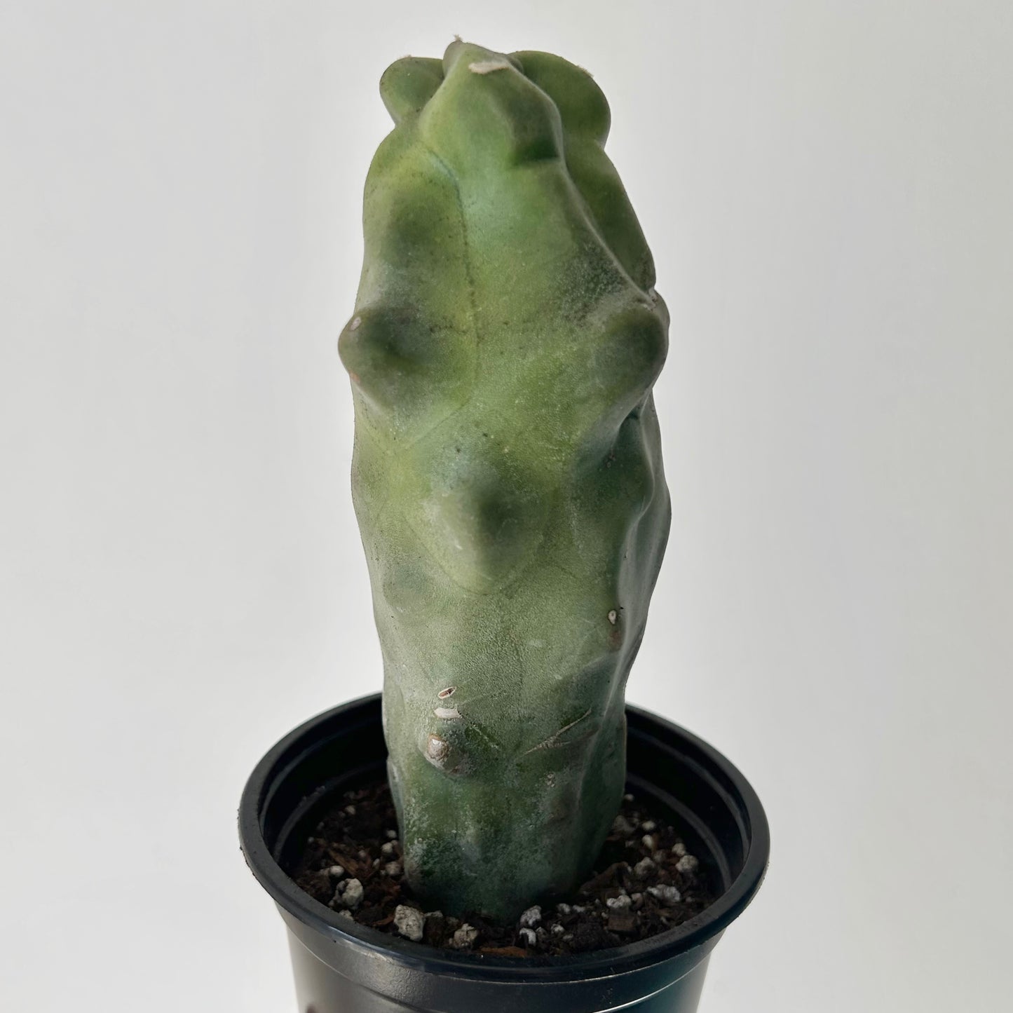 Totem Pole Cactus (Lophocereus schottii  f. monstrose) 4” pot