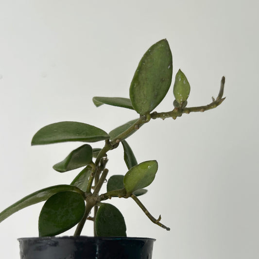 Hoya nummularioides 2.5”pot