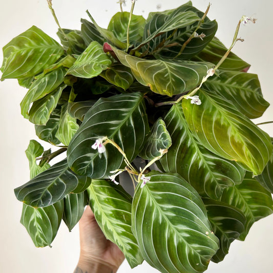 Maranta “Cat’s Moustache” 6” pot