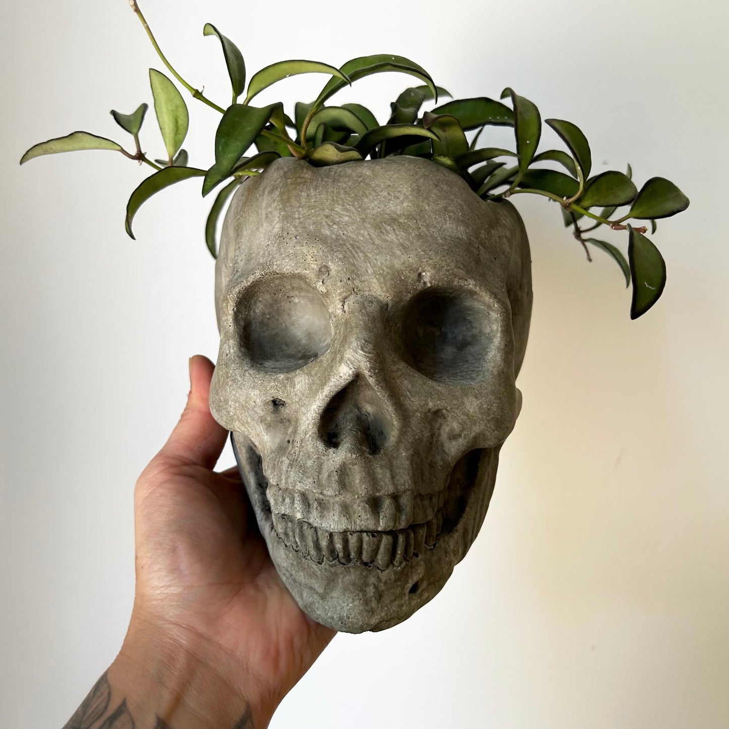 Concrete Skull Planter 4”X4.5”