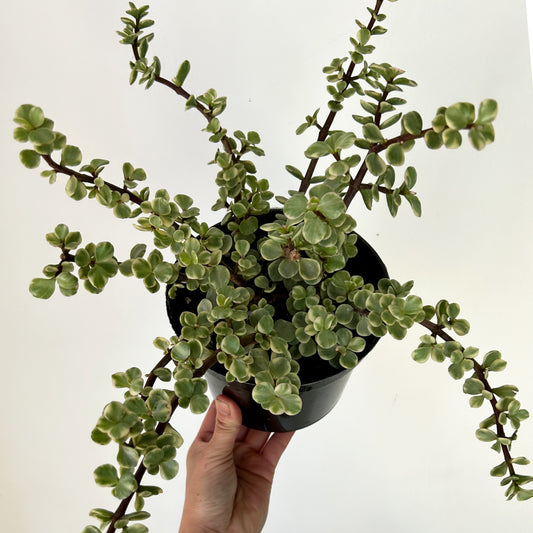 Variegated Elephant Bush Succulent (Portulacaria Afra) 6” pot