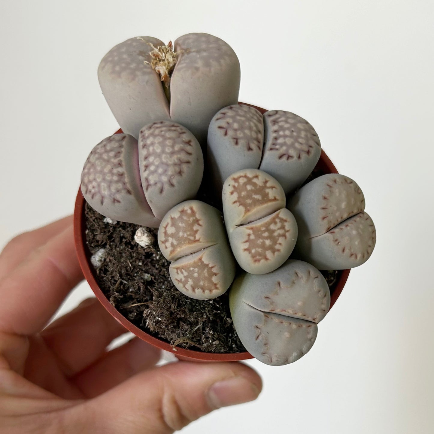 Living Stones Succulent (Lithops) 3" pot