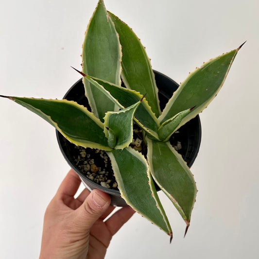 Variegated Agave 5” pot
